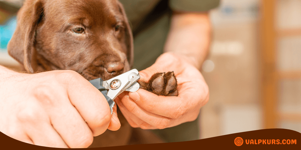 Närbild på klosax som klipper svarta hundklor på valp, hålls av mänsklig hand