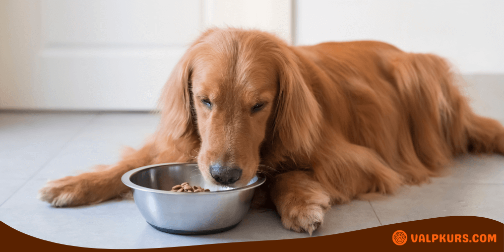 Hund äter från matskål, smakligt och näringsrikt Orijen hundfoder.