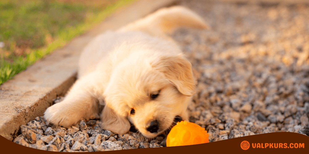 Golden retrievervalp leker med orange aktiveringsleksak – bästa valpleksaker för mental stimulans.