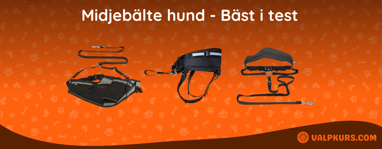 Midjebälte hund Bäst i test