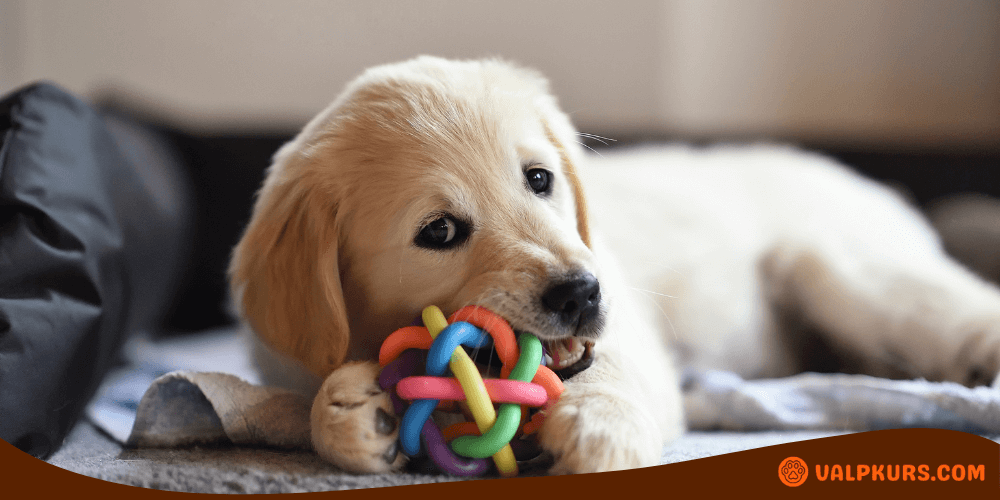 Golden retriever-valp leker med färgglad tuggleksak för bitträning