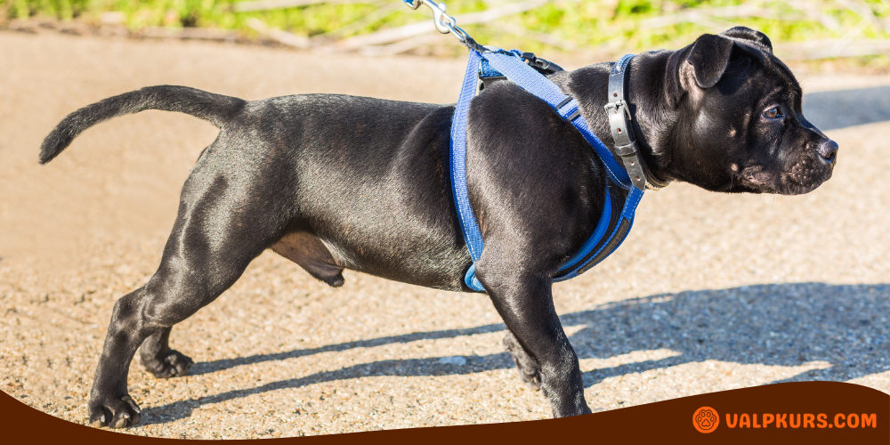 Svart hund med blå antidragsele som drar i koppel under promenad på gångväg