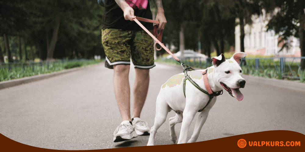 Hund på promenad i stadsmiljö med sele och rosa koppel, leende uttryck och avslappnad hållning