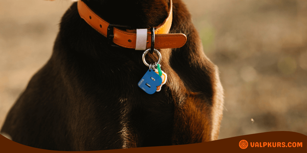 Brunt hundhalsband i läder med ID-bricka och namnbricka på mörkbrun hund