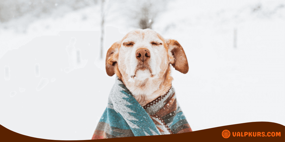 Hund insvept i varm filt ute i snön, skyddad mot kyla.