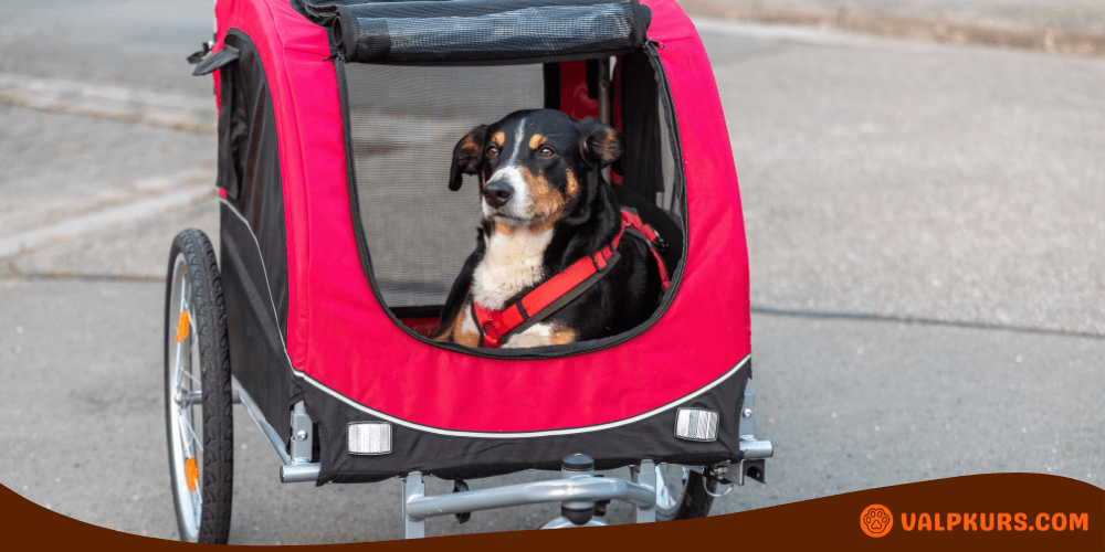Hund med sele sitter i röd cykelvagn kopplad till cykel på asfalt, redo för färd