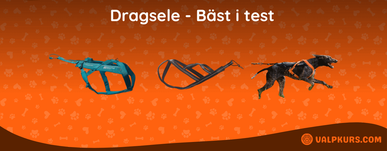 Dragsele Bäst i test
