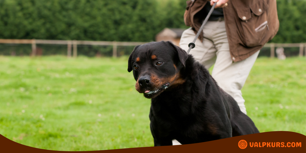 Rottweiler i koppel under träning på gräsfält med handler, fokuserad blick och stående hållning