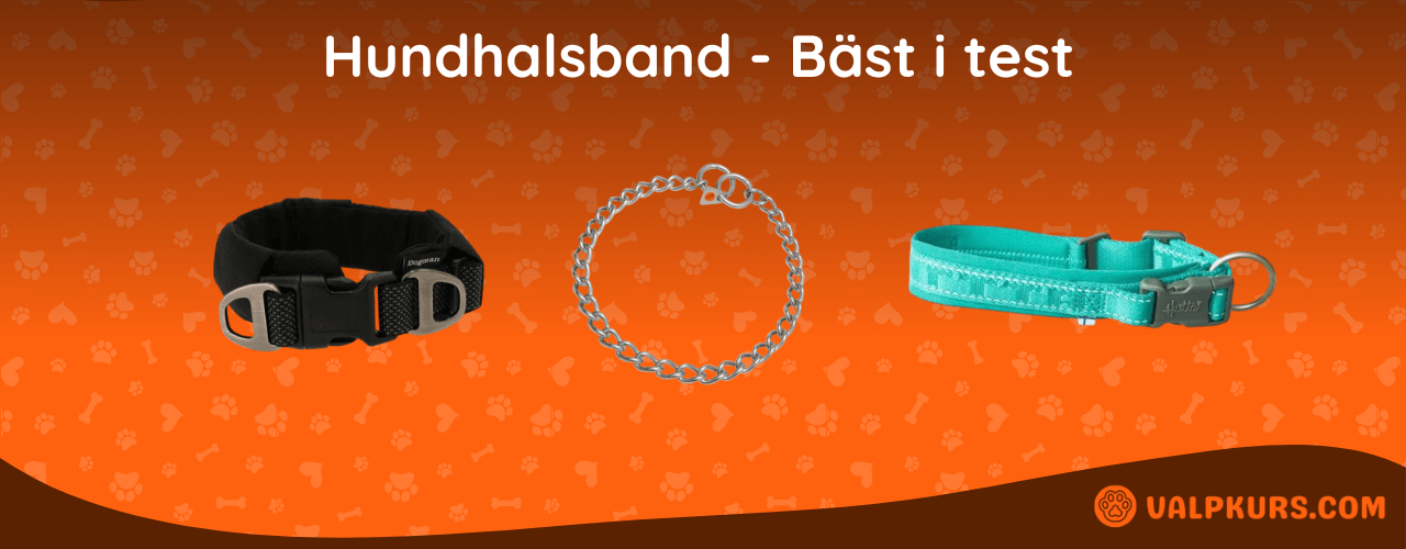 Hundhalsband Bäst i test