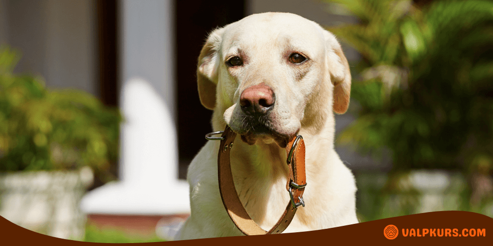 Gul labrador med brunt läderhalsband i munnen framför husentré