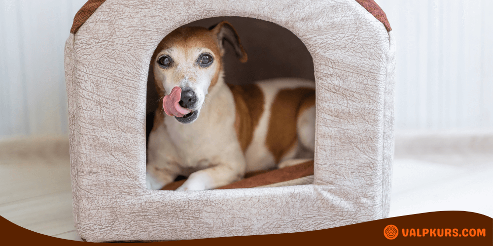 Hund vilar i mjuk beige koja med öppen front