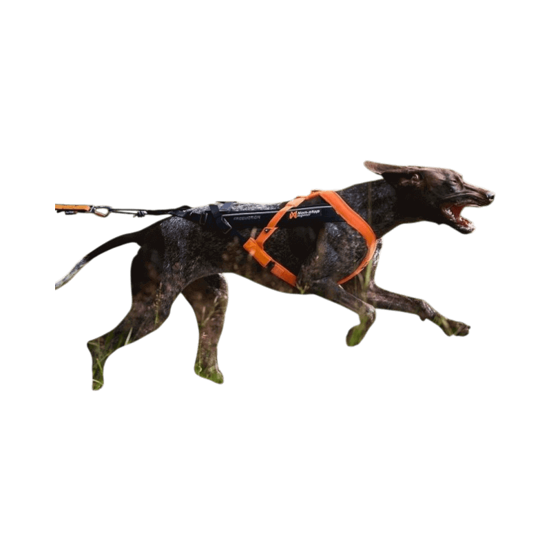 Hund i full fart med Non-Stop Dogwear Freemotion 5.0 dragsele i orange och svart för canicross och löpning