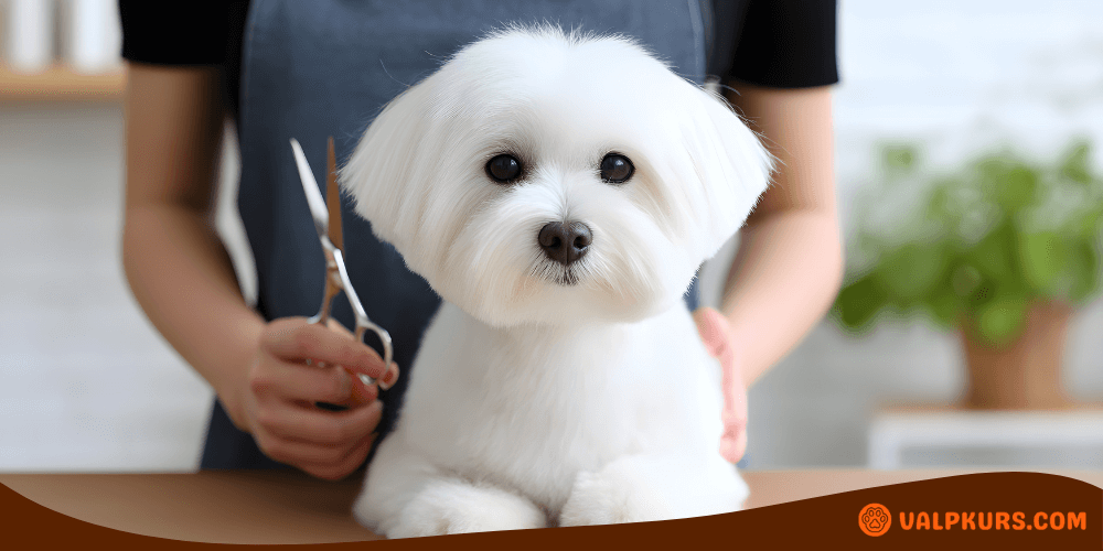 Liten hund som trimmas med effileringssax för mjuk och kontrollerad pälsformning.