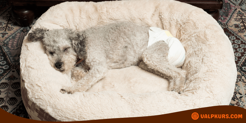 Hund sover med engångsblöja i mjuk hundsäng, idealiskt vid urinläckage nattetid.
