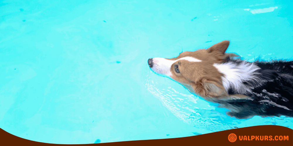 Hund simmar i klarblå hundpool, utformad för lek, träning och nedkylning.