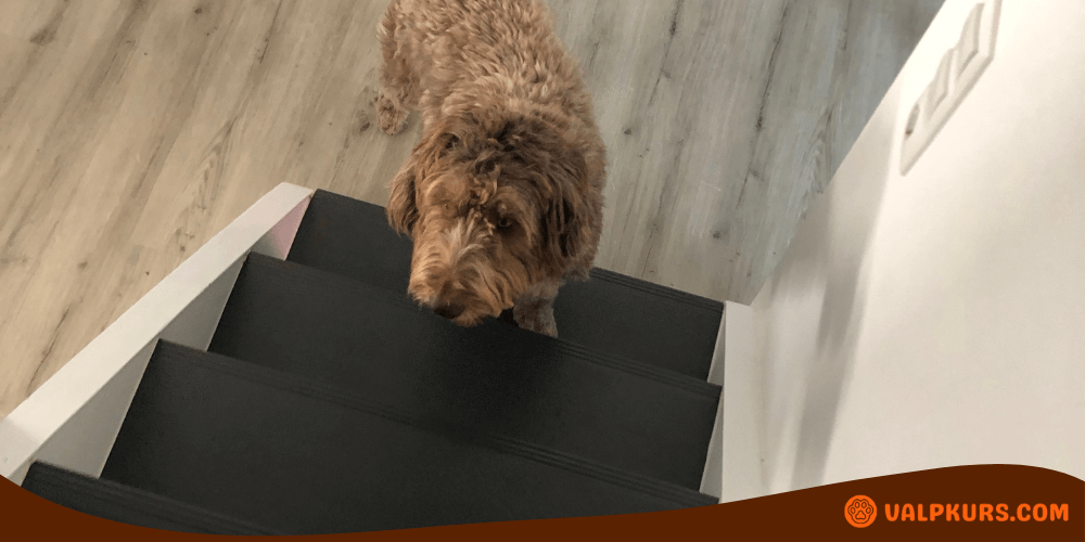 Hund står på toppen av en trappa och tittar ner, perfekt för att illustrera behovet av hundtrappa inomhus.