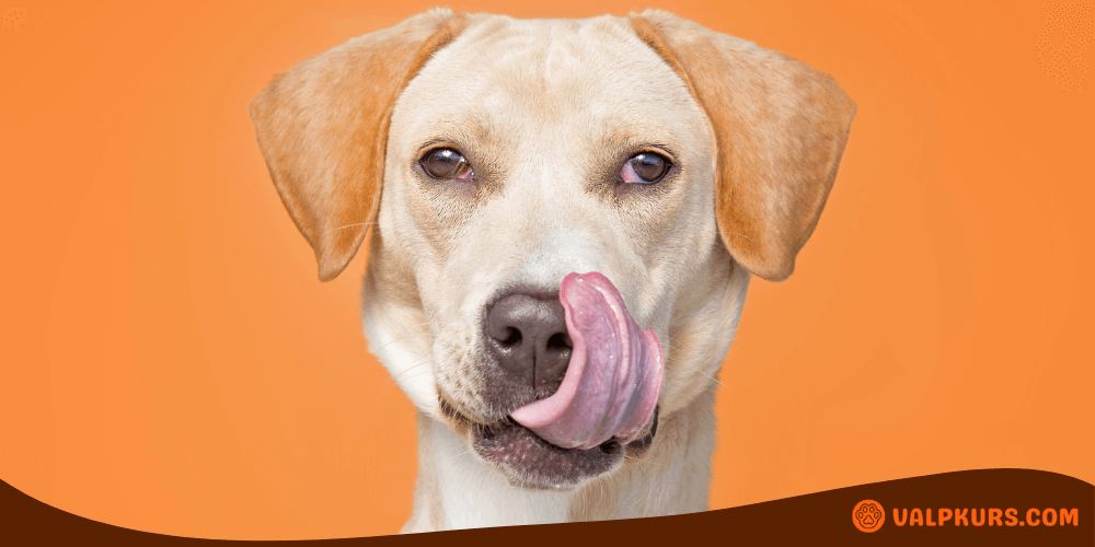 Hund slickar sig om nosen, perfekt motiv för innehåll om slickmattor eller hundgodis.