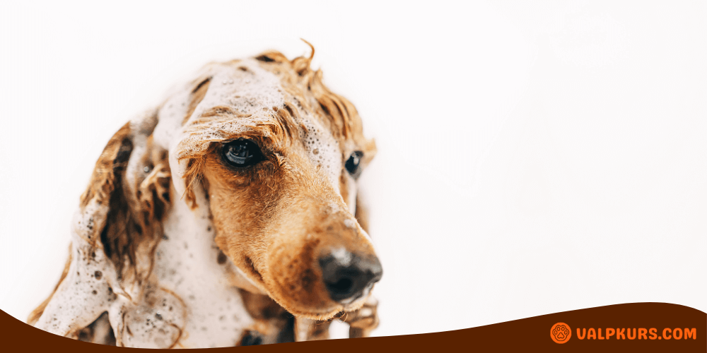 Hund schamponeras försiktigt för att rengöra päls utan stressmoment.