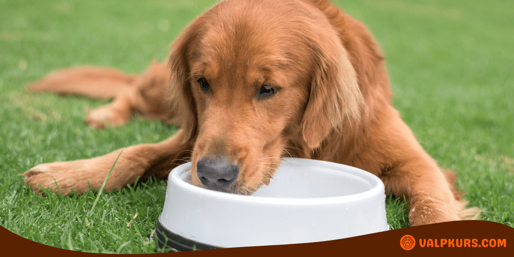 Golden retriever dricker vatten ur en vit skål, perfekt för att hålla hunden hydrerad.