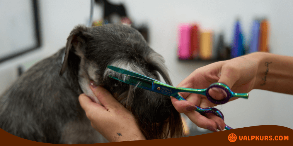 Hund som trimmas med effileringssax för mjuk formning av pälsen