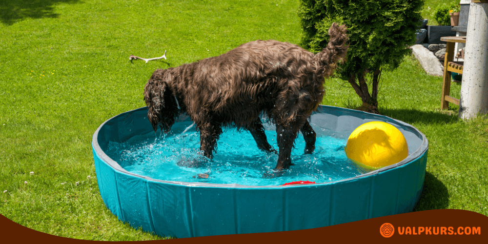 Hund som badar och leker i en blå hundpool, perfekt för svalka och aktivering.