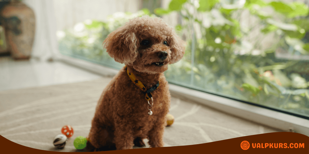 Liten brun pudel sitter på golvet med leksaker, symboliserar behovet av hjälpmedel som hundtrappa.