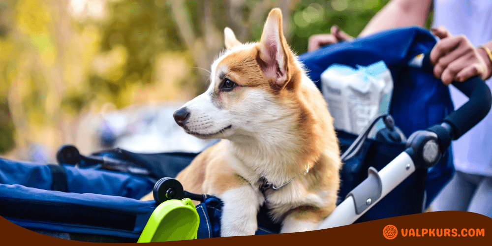 Corgi som sitter i en blå hundvagn under promenad, exempel på användning av djurvagn utomhus.