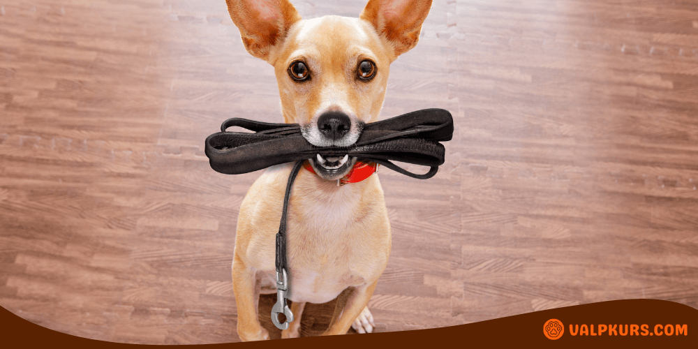 Hund med koppel i munnen redo för promenad, perfekt för artiklar om träning och hundägande.