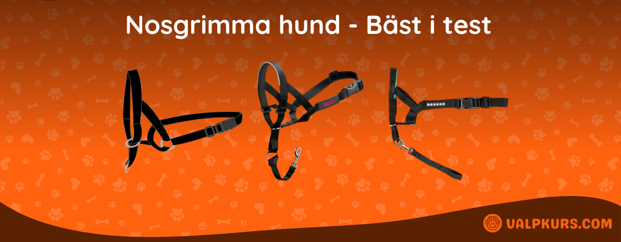 Nosgrimma hund Bäst i test