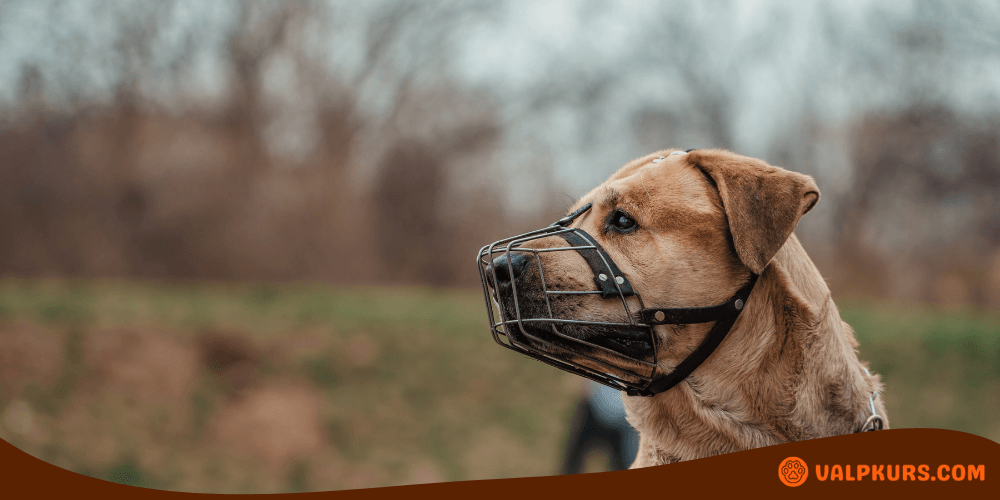 Hund bär metallnosgrimma för säkerhet och kontroll vid promenader