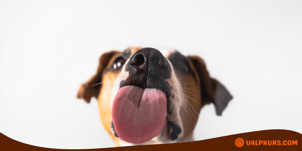 Närbild på hund som slickar kameran, illustrerar användning av slickmatta.