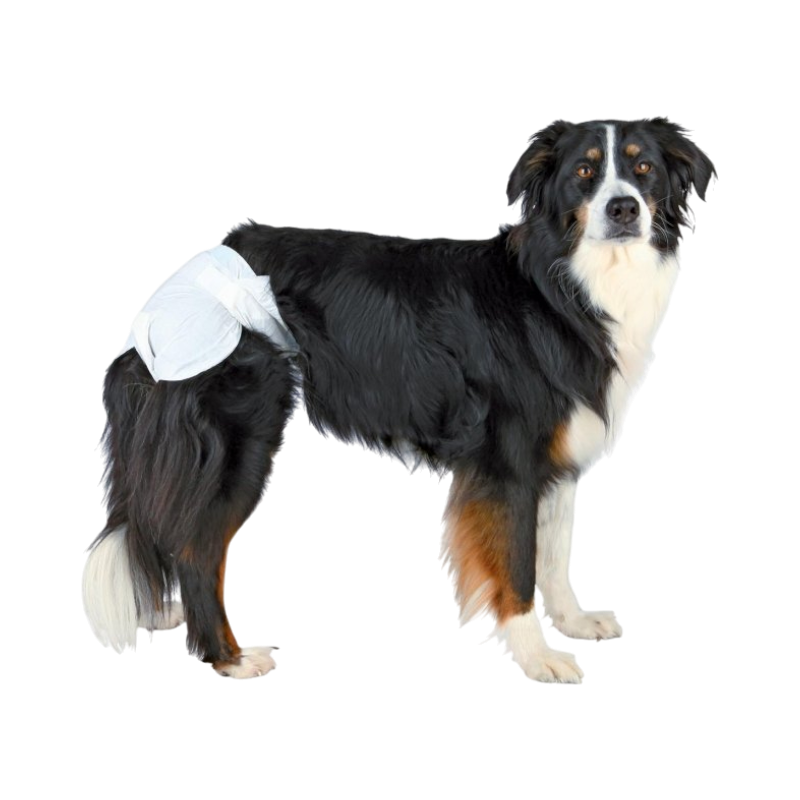 Hund med vit Trixie-blöja för tikar, perfekt vid löp, inkontinens eller stresskissning.